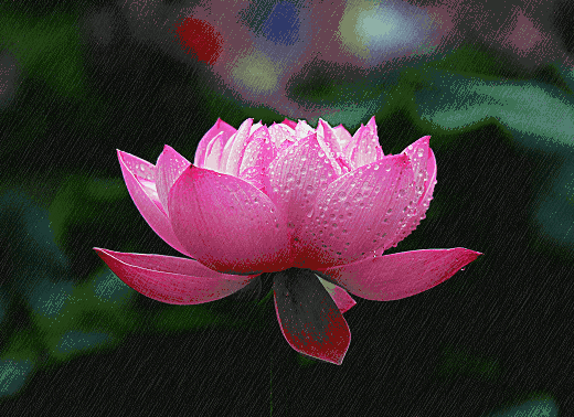 荷您相约龙江生态文化园 — 荷花池初夏的龙海气候宜人约几个朋友一