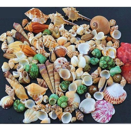 海螺散装装饰创意扇贝贝壳景观大号 天然海 无孔80只彩色贝壳2-8cm