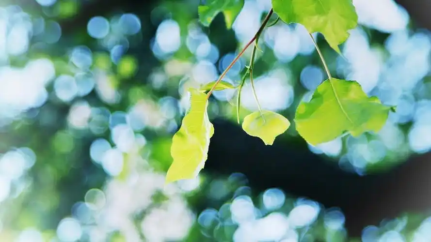 小清新绿色护眼花卉植物高清图片壁纸