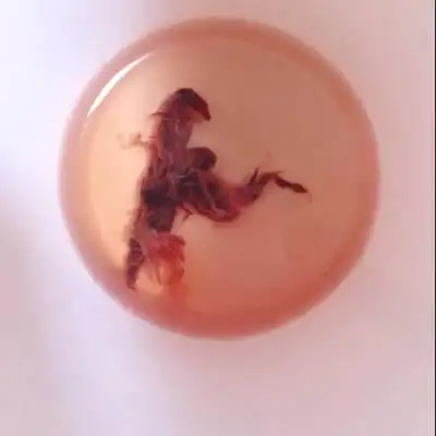 怀孕44天,流了4天血,大家看看这个是孕囊吗?