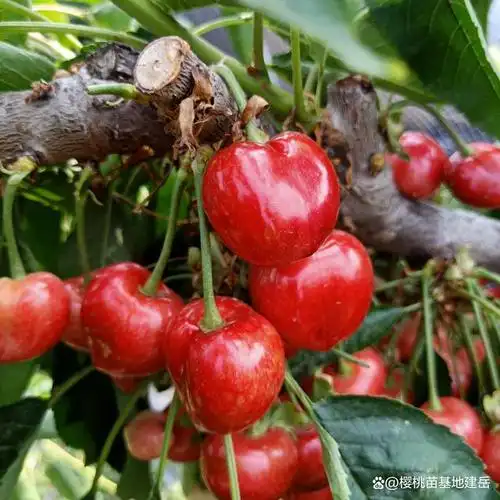 总体来说还是北方种植数量居多,品种来说有13个之多,纵观樱桃产业的