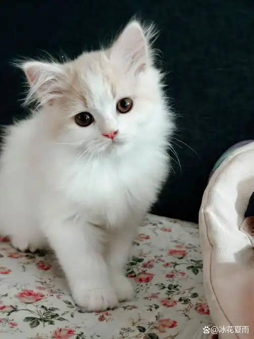 可爱的小猫#英短乳白