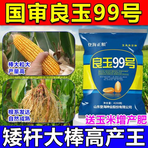 禾之润国审玉米种子玉米种子高产矮大棒抗旱抗倒抗病南北方苞谷种新
