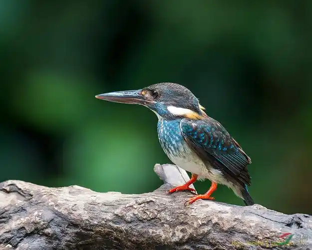 (蓝带翠鸟)blue-banded kingfisher 蓝带翠