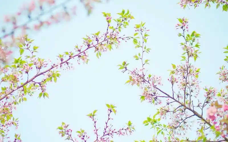 小清新风景电脑壁纸耐看的手机壁纸5