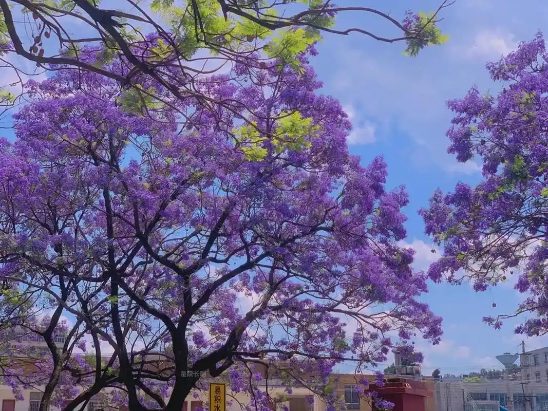 又见"蓝花楹"~ 许一树繁花,不负四月春光! 蓝花楹花语是" - 抖音