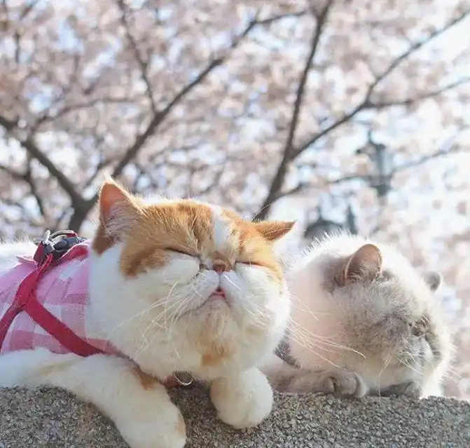 小哥养了2只不睁眼的颓废猫,网友:完全是周一的我,看完都困了!