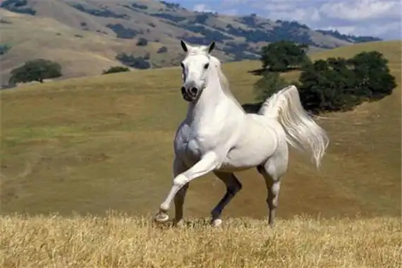 世界上体型最大的马是什么马 夏尔马(力气大体型大)