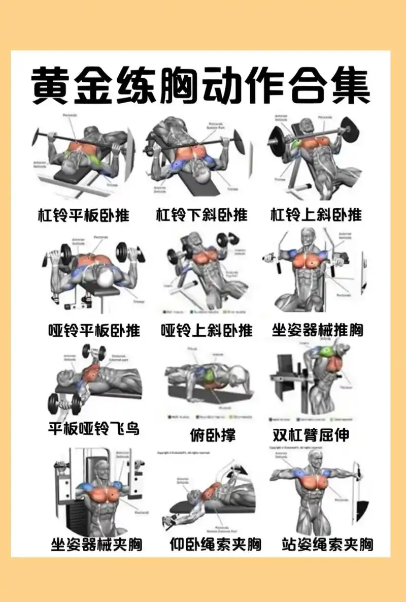 胸部训练图解分享～ 建议收藏787878 #胸肌 - 抖音