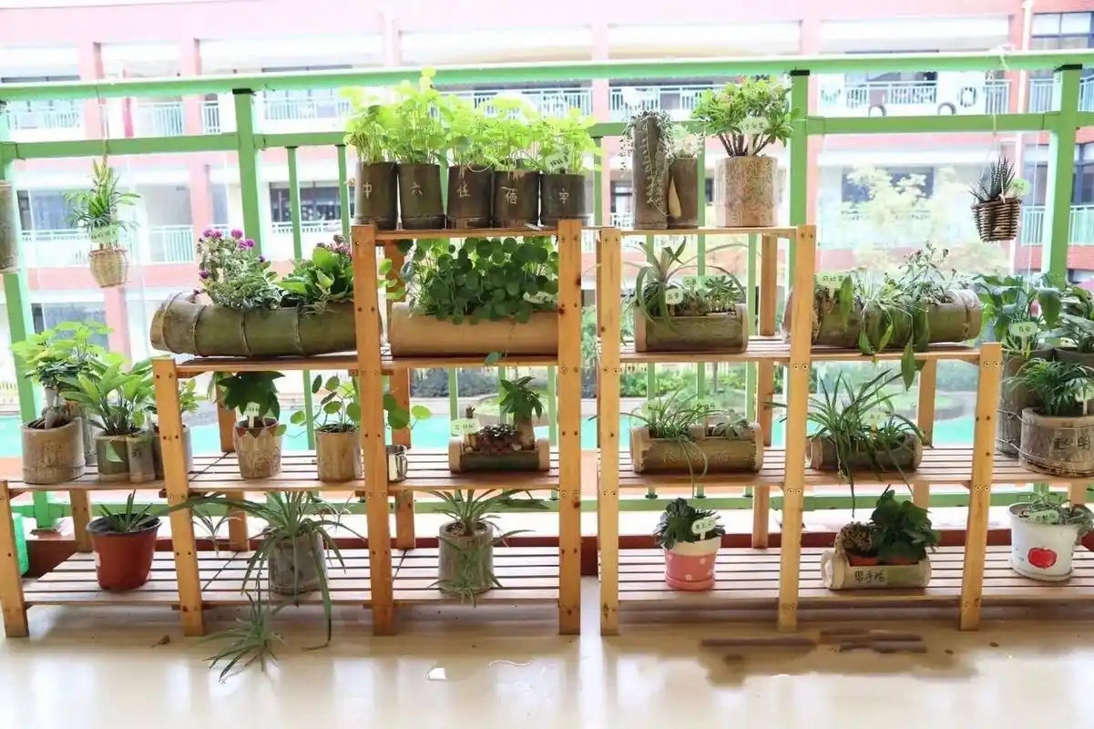 竹子99的秘密 #幼儿园# #幼儿园环创# 分享竹子的植物角,看看98有