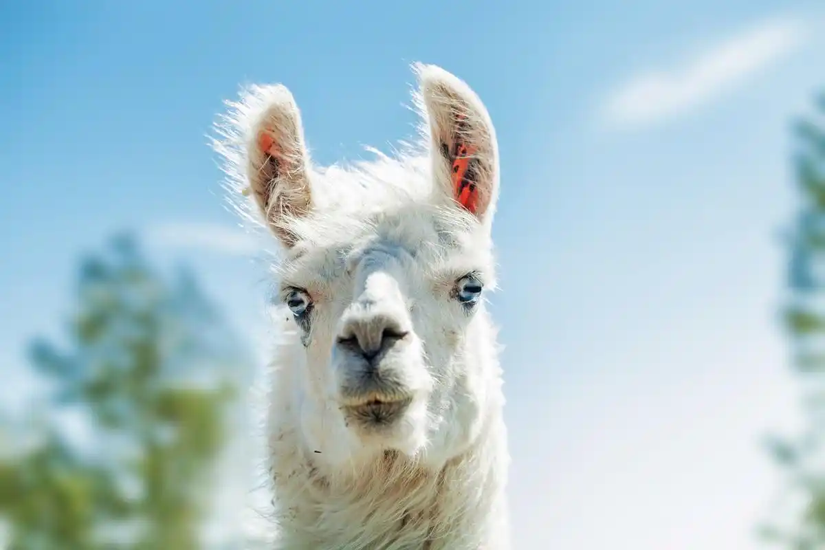 羊驼,这种呆萌可爱的动物,竟然因为频繁向游客吐口水被"约谈"了!