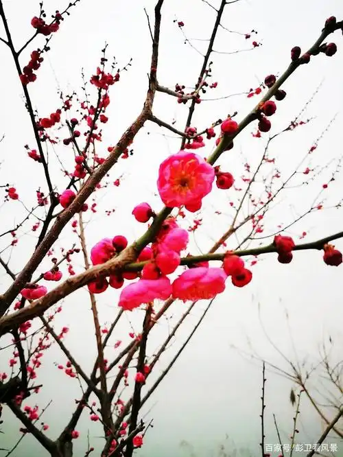 感受植物之美:破寒而娇——梅花