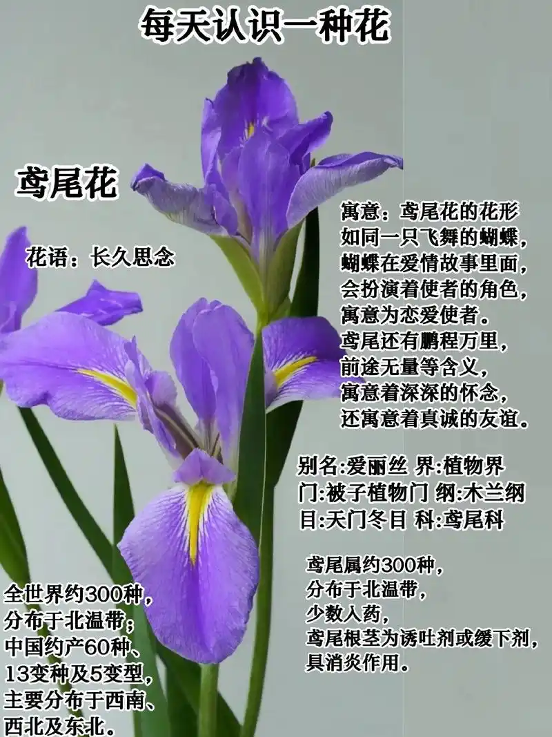 花语:长久思念  寓意:鸢尾花的花形 - 抖音