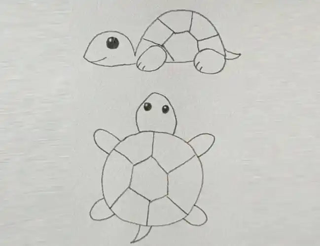乌龟背小鸟的简笔画