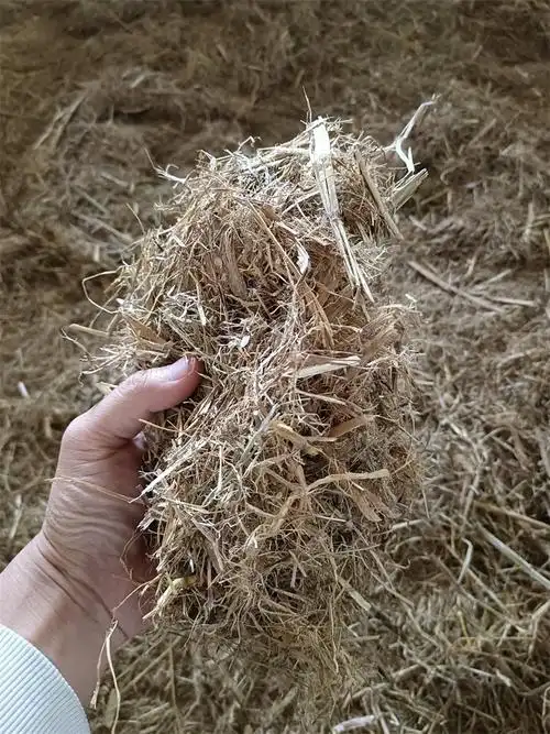 甘蔗尾干草料 饲养牛羊干草料甘蔗尾 秋名山农业批发