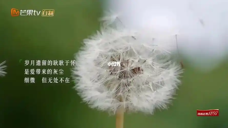 综艺文案岁月遗留的耿耿于怀是爱给的灰尘