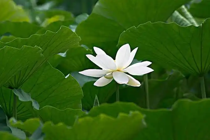 白莲花图片_图片大全