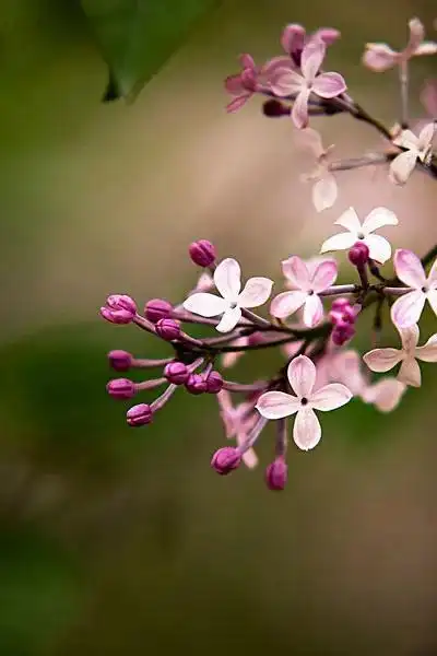 丁香花的样子图片(丁香花的样子图片花语笔画简笔画)_植物知识网