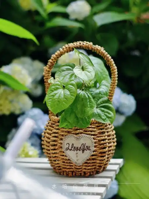 下雨天我的盆栽小花篮