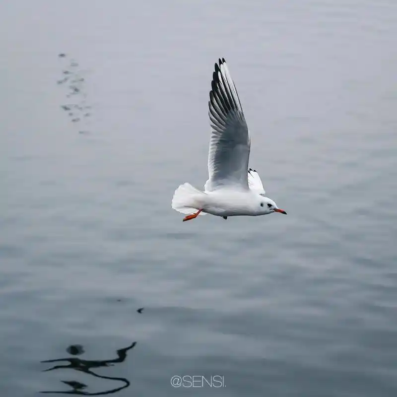 "风筝有风09,海鸥有海98""海鸥不再眷恋大海 可以飞更远 - 抖音