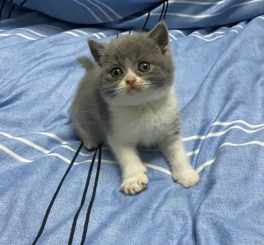 坐标上海～想要的家长私～#上海猫咪领养  #英短蓝白