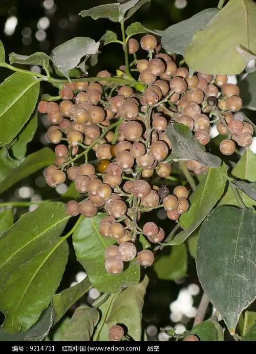 秋枫树的果实