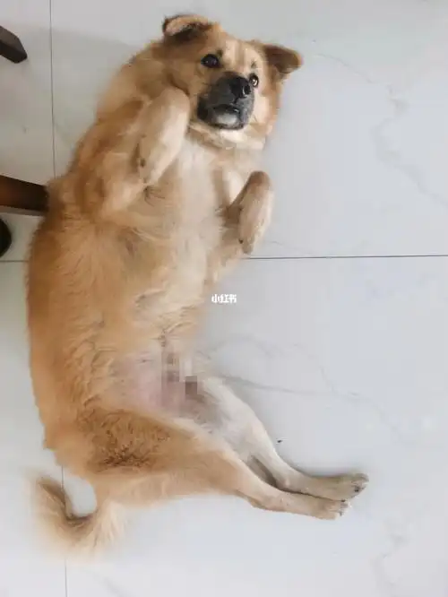 孕期狗子们带给我的好心情,还是很治愈的