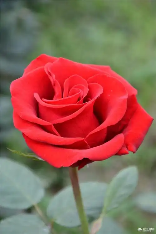 2016,5,四川仁寿天府花海玫瑰特写-风景摄影 (35)-户外摄影作品-驼铃