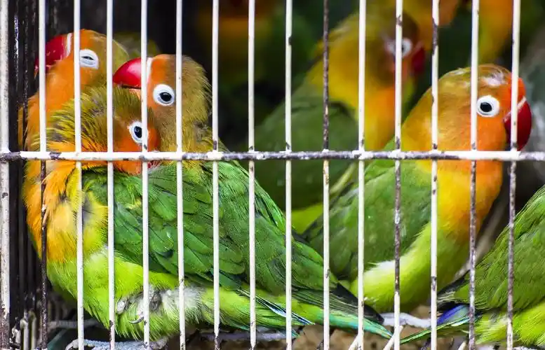 标题:笼子里的鸟