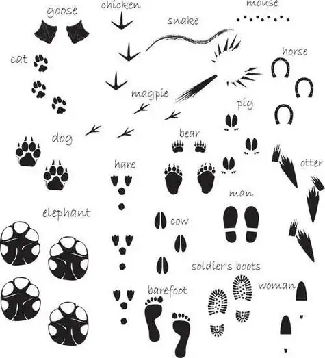 兔子脚印简笔画怎么画