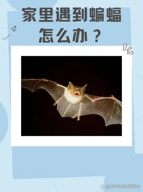 蝙蝠是一种益虫,能够捕食蚊子苍蝇.