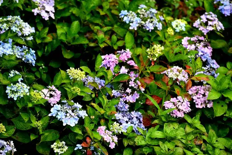 惊艳!福州鼓岭11万株绣球花竞相绽放!