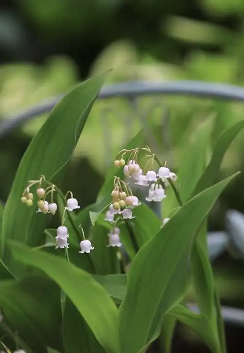 粉色铃兰清新脱俗淡雅宁静让人舒适