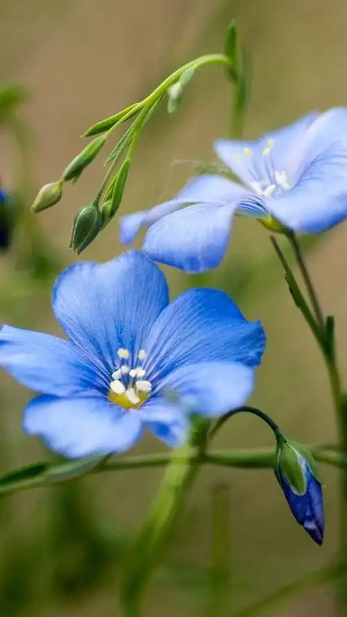 iphone 壁纸 野花,蓝色的花,夏天