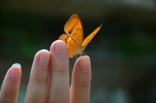 指尖的蝴蝶意境图片蝴蝶在手上的美