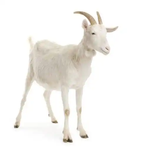 白山羊,产仔多,耐粗,好饲养