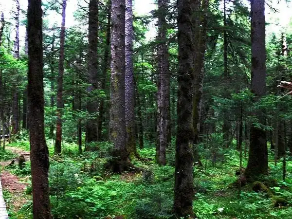 长白山天池周围的山及山下的原始森林