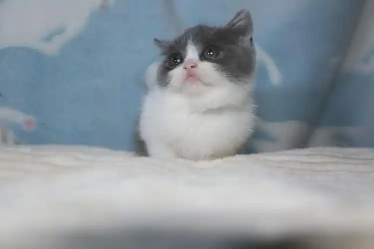 活体猫咪无病无藓英短正八蓝白妹妹英国短毛猫咪