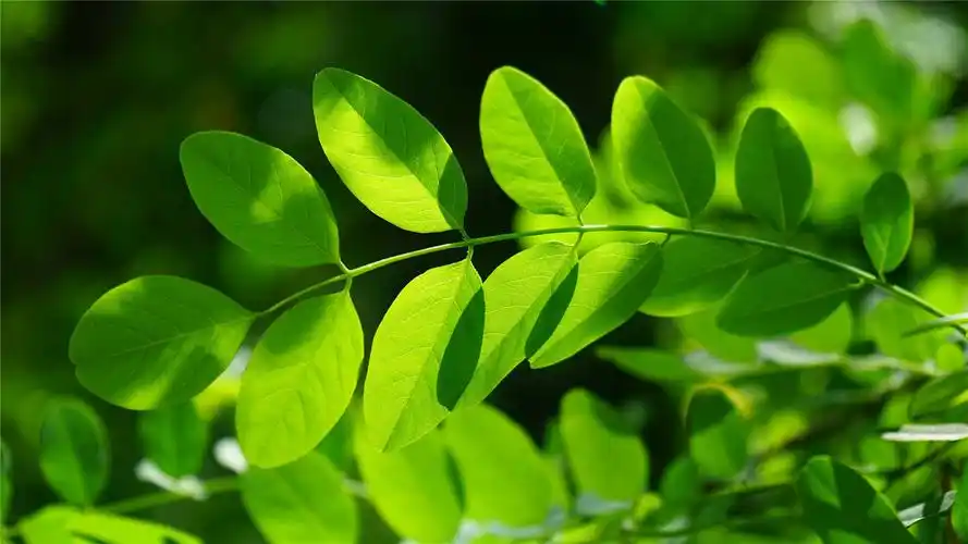 绿色护眼槐树叶高清桌面壁纸