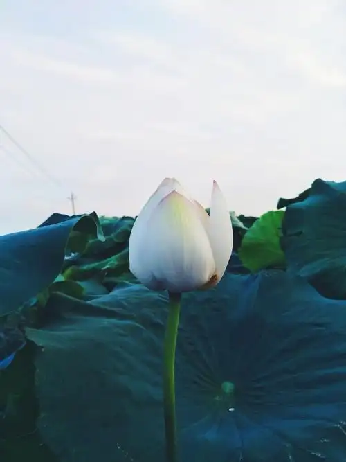 写个日记记录春夏秋冬