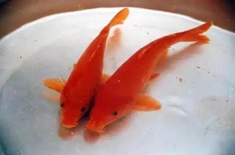 梦见梦见抓住两条红鲤鱼