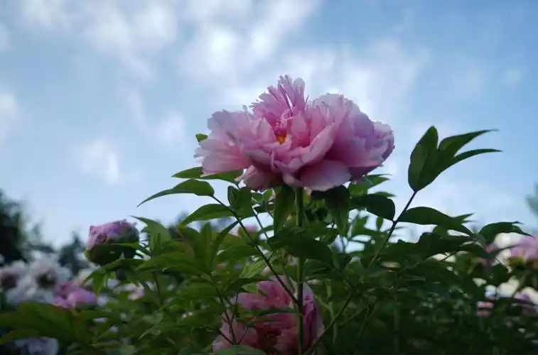 蓝天白云飘,邙山牡丹笑.