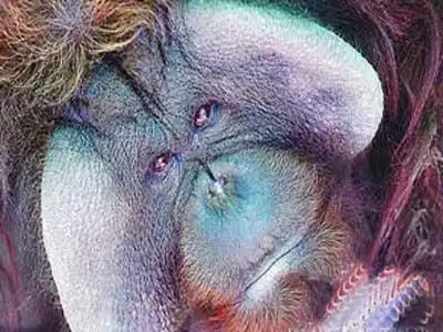 体重150公斤"红毛野人"到西安 比大熊猫还稀少