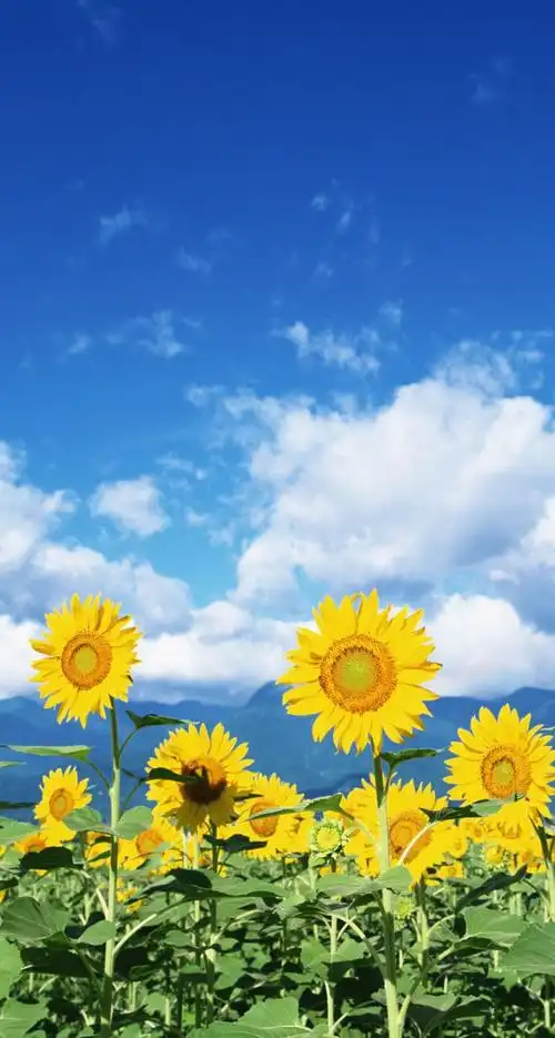 风景向日葵 壁纸