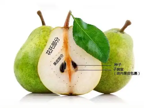 布鲁斯的相册水果解剖图