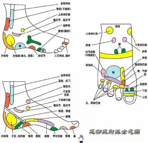 甲状旁腺甲状腺 斜方肌横趾根边 肺部稍随在后 支气管上推中趾间 心区