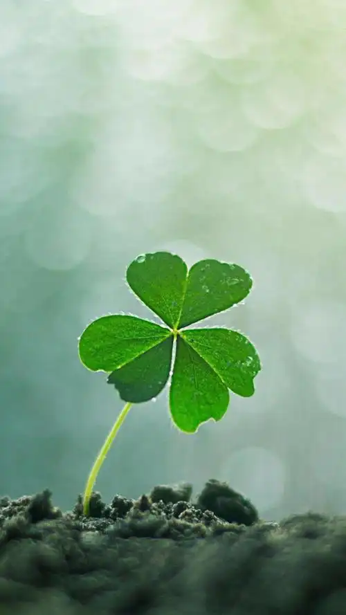 小清新的幸运草