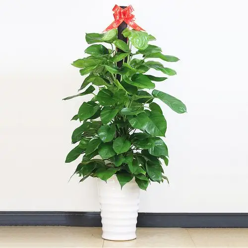 武汉高端大型植物绿萝柱桩盆栽,生命力旺盛不停生长