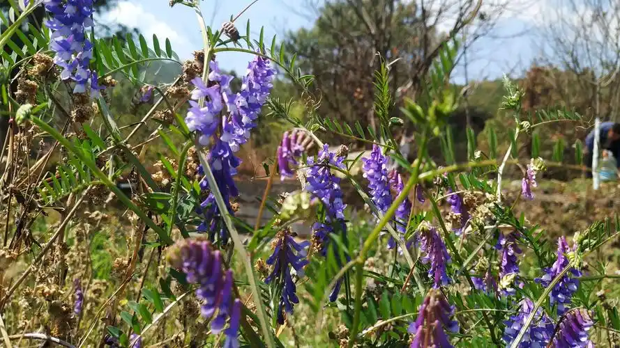 紫花草尖煮火锅和炒来吃都好吃,还有酥麻尖,哎,口水都聊趟了.