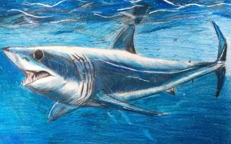 【彩铅】画一只鲨鱼 科普-教育视频-搜狐视频